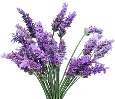 Lavender Bath Bomb