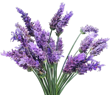 Lavender Lotion