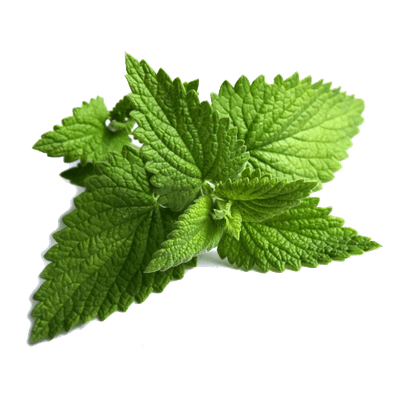 Eucalyptus Mint Shower Steamers